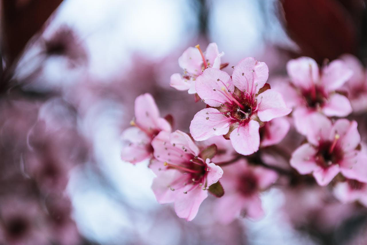 Cherry Blossom Themes